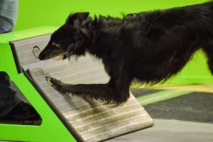 FlyballDerby+gotcha+by+B.+Dillard