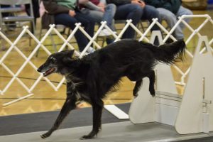 FlyballDerby+on+the+go+by+B.+Dillard