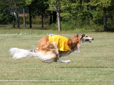 LureCoursingPridecontraction