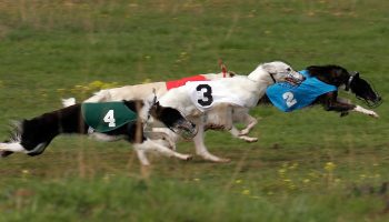 TaraBrewerGideonShadowDM