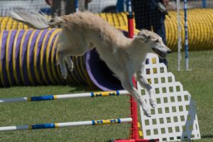 agility3