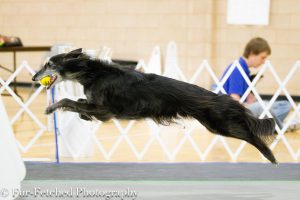 flyball1