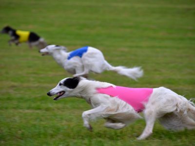 lurecoursingCimarrontrio