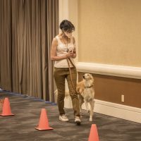 rally-obedience-j-2
